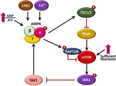 AMPK-Targeted Effector Networks in Mycobacterial Infection